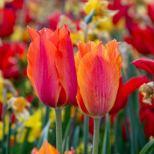 Tulipa El Nino - Tulipán