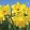 Narcissus pseudo. subsp. obvallaris