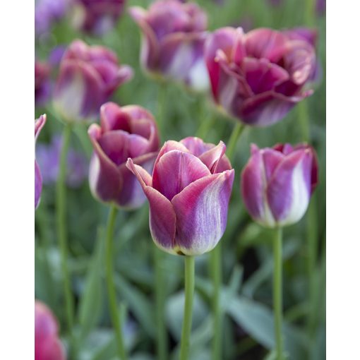 Tulipa Kansas Proud - Tulipán