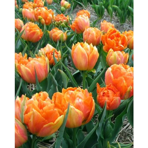 Tulipa Orca - Tulipán