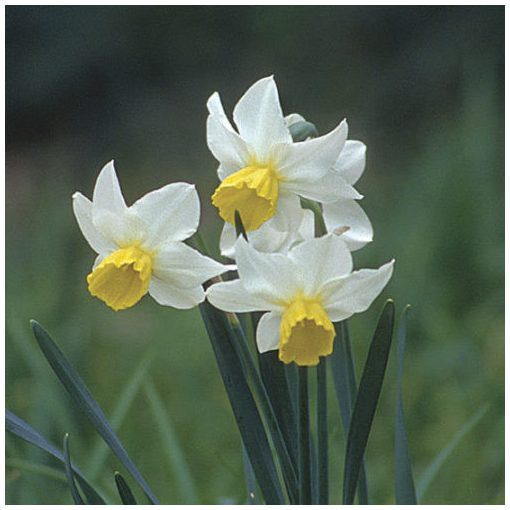 Narcissus Jack Snipe - Nárcisz