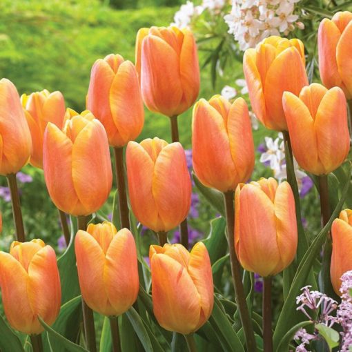 Tulipa Bellville - Tulipán