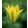 Tulipa Green Mile - Tulipán