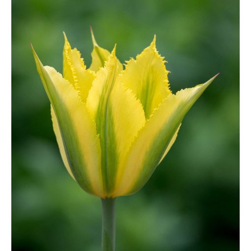 Tulipa Green Mile - Tulipán