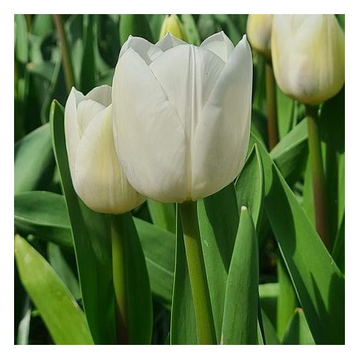 Tulipa Royal Virgin - Tulipán ®