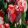 Tulipa Spryng Rembrandt - Tulipán
