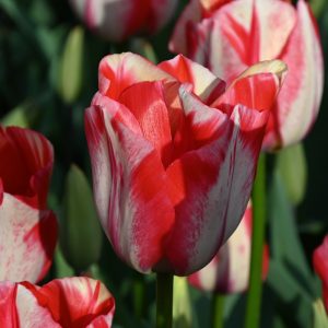 Tulipa Spryng Rembrandt - Tulipán