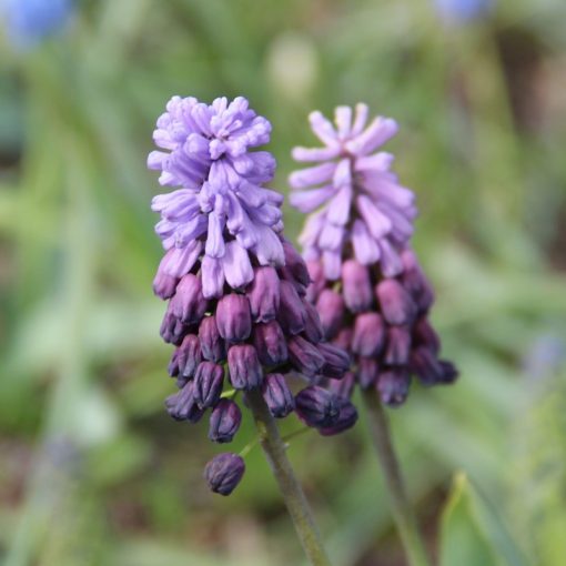 Muscari latifolium Purple Rain - Fürtös gyöngyike