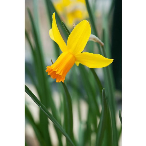 Narcissus Itzim - Nárcisz