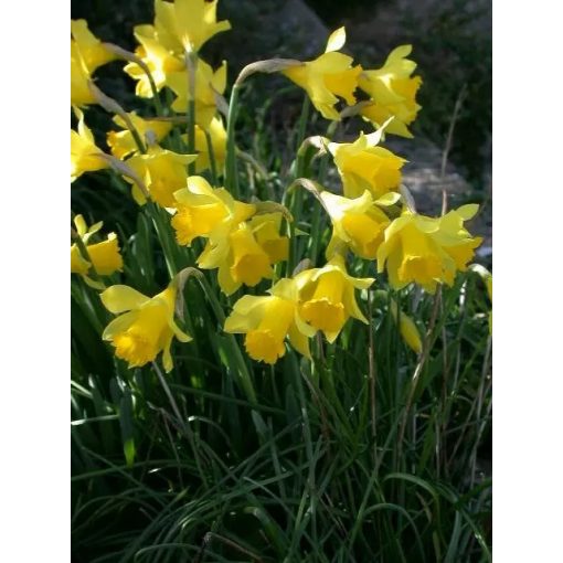 Narcissus Little Gem - Nárcisz