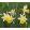 Narcissus pseudo. subsp. Lobularis