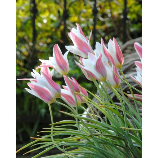 Tulipa Lady Jane - Tulipán