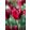 Tulipa Pacific Pearl - Tulipán ®