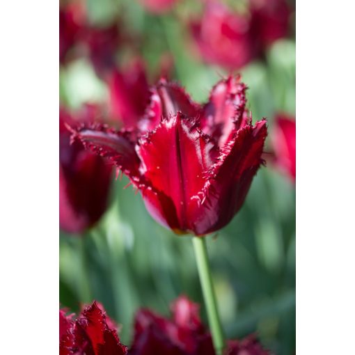 Tulipa Pacific Pearl - Tulipán ®