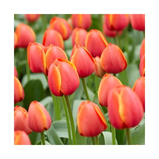Tulipa Ad Rem - Tulipán