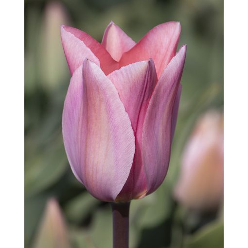 Tulipa Albert Heijn - Tulipán ®