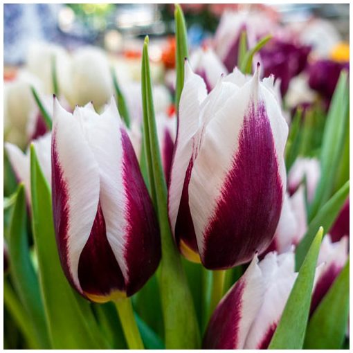 Tulipa Rimini - Tulipán