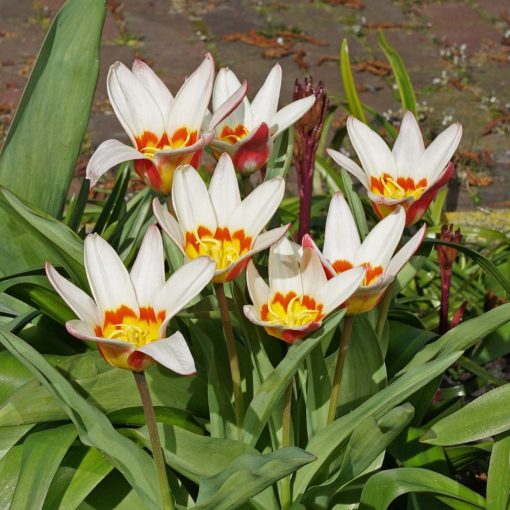 Tulipa The First - Tulipán