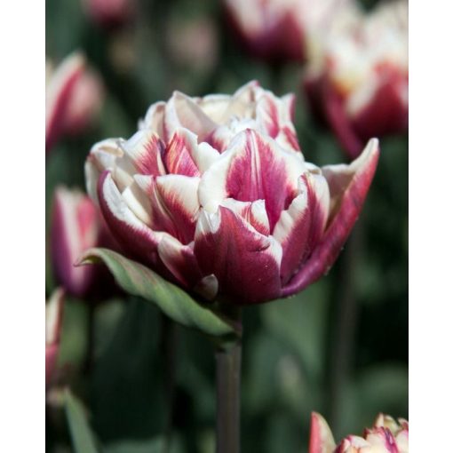 Tulipa Wyndham - Tulipán