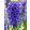 Hyacinthus Blue Jacket - Jácint