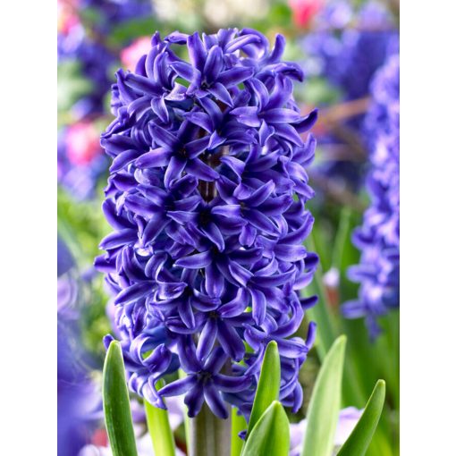 Hyacinthus Blue Jacket - Jácint