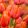 Tulipa Avignon - Tulipán