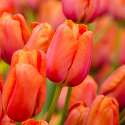 Tulipa Avignon - Tulipán
