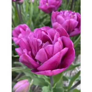 Tulipa Backpacker - Tulipán