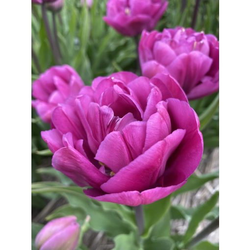Tulipa Backpacker - Tulipán