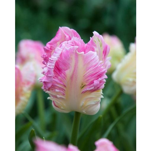 Tulipa Cabanna - Tulipán