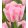 Tulipa Foxtrot - Tulipán ®