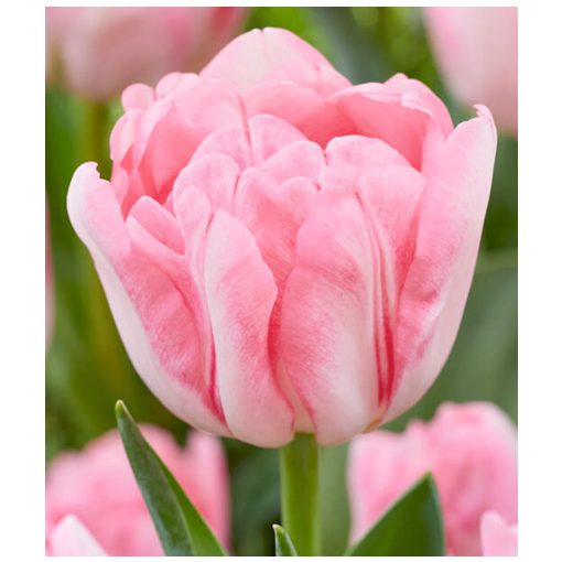 Tulipa Foxtrot - Tulipán ®