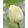 Tulipa Ivory Floradale - Tulipán