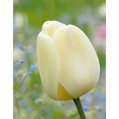 Tulipa Ivory Floradale - Tulipán