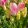 Tulipa Dream Club - Tulipán