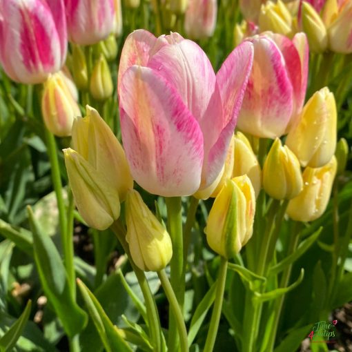Tulipa Dream Club - Tulipán