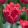 Tulipa Valery Gergiev - Tulipán