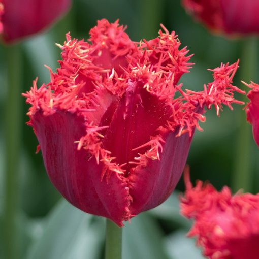 Tulipa Valery Gergiev - Tulipán