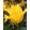 Tulipa Yellow Valery - Tulipán