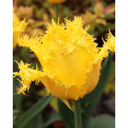 Tulipa Yellow Valery - Tulipán