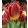 Tulipa Amberglow - Tulipán