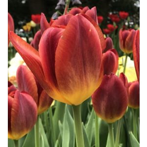 Tulipa Amberglow - Tulipán