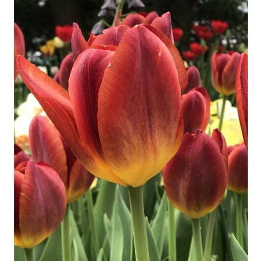 Tulipa Amberglow - Tulipán