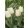 Tulipa Calgary - Tulipán ®