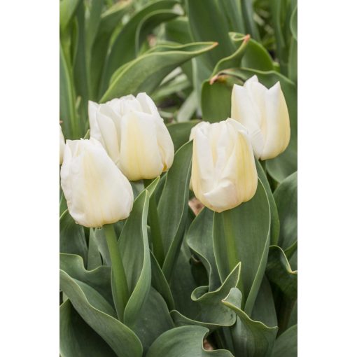 Tulipa Calgary - Tulipán ®