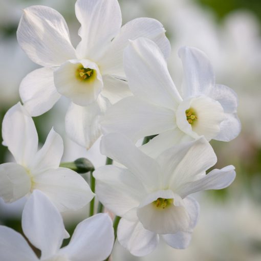 Narcissus triandrus Petrell - Nárcisz