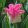 Tulipa Crown of Dynasty - Tulipán