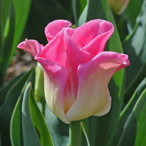 Tulipa Crown of Dynasty - Tulipán