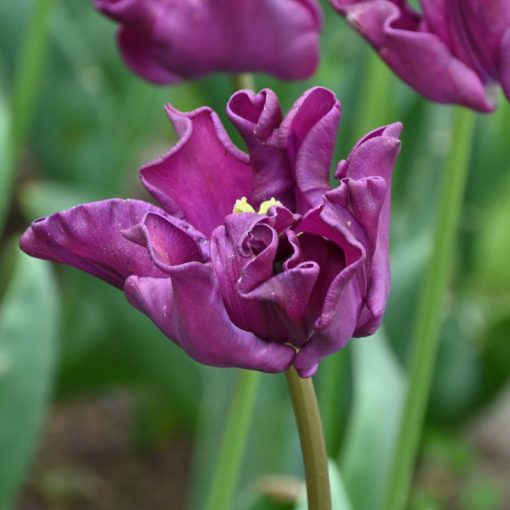 Tulipa Crown of Negrita - Tulipán