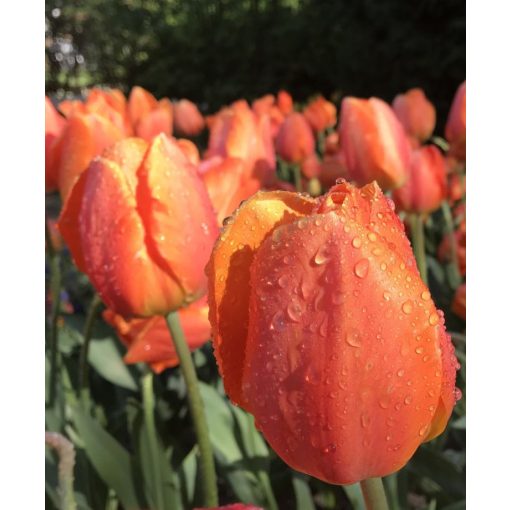 Tulipa Lighting Sun - Tulipán